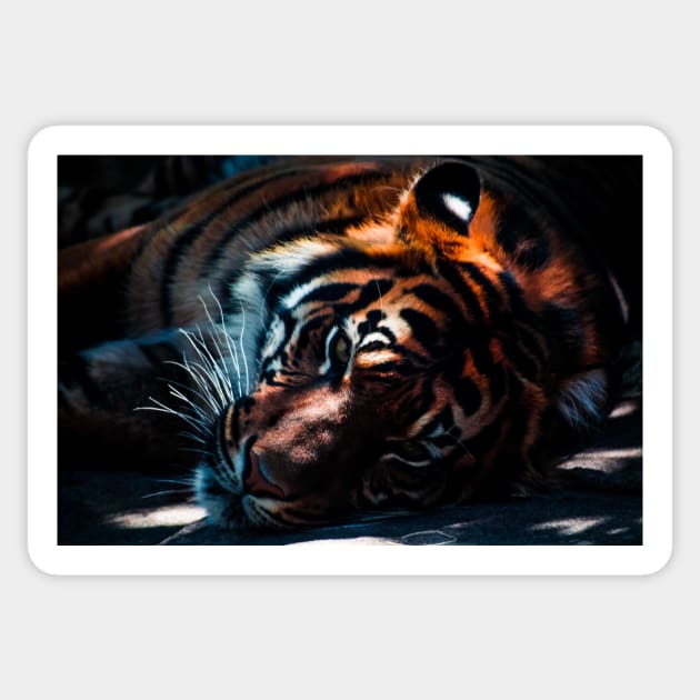 Image: Tiger laying down Sticker by itemful